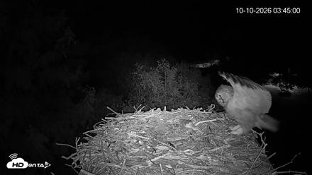 Mashpee Natl. Wildlife Refuge Live Osprey Cam - Oct 10, 2026, 8:10am EDT