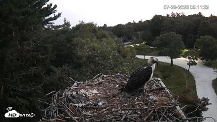 Mashpee Natl. Wildlife Refuge Live Osprey Cam - Jul 29, 2026, 5:11am EDT
