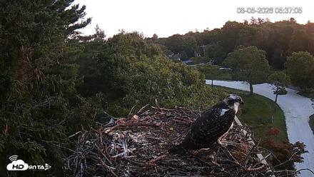Mashpee Natl. Wildlife Refuge Live Osprey Cam - Aug 5, 2026, 5:37am EDT