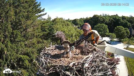 Mashpee Natl. Wildlife Refuge Live Osprey Cam - Jun 22, 2026, 8:14am EDT