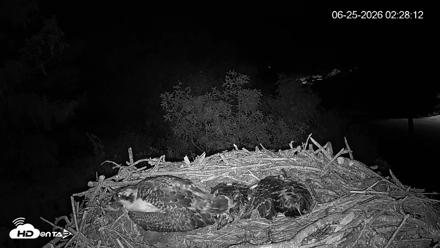 Mashpee Natl. Wildlife Refuge Live Osprey Cam - Jun 25, 2026, 2:28am EDT