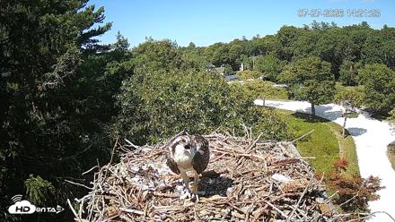 Mashpee Natl. Wildlife Refuge Live Osprey Cam - Jul 27, 2026, 2:22pm EDT