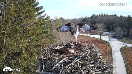 Mashpee Natl. Wildlife Refuge Live Osprey Cam - Apr 16, 2026, 9:58am EDT