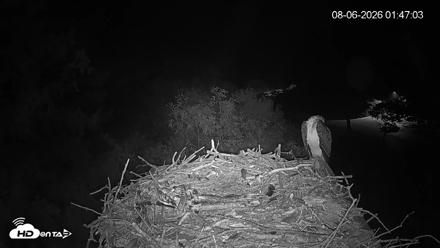 Mashpee Natl. Wildlife Refuge Live Osprey Cam - Aug 6, 2026, 1:47am EDT