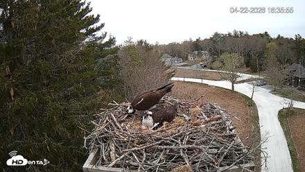 Mashpee Natl. Wildlife Refuge Live Osprey Cam - Apr 22, 2026, 4:36pm EDT