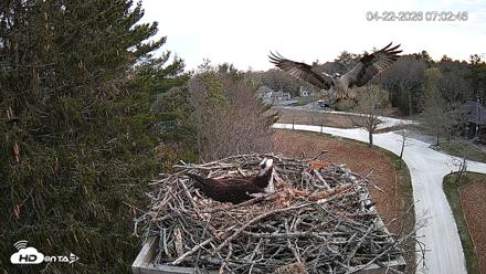 Mashpee Natl. Wildlife Refuge Live Osprey Cam - Apr 22, 2026, 7:18am EDT