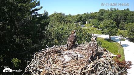 Mashpee Natl. Wildlife Refuge Live Osprey Cam - Jul 11, 2026, 2:45pm EDT
