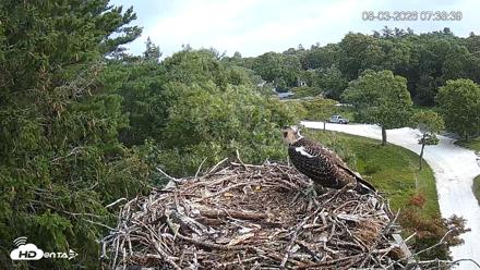 Mashpee Natl. Wildlife Refuge Live Osprey Cam - Aug 3, 2026, 7:38am EDT
