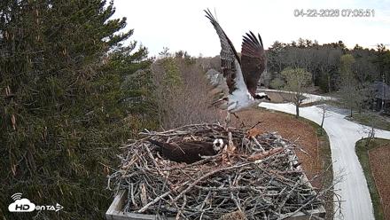 Mashpee Natl. Wildlife Refuge Live Osprey Cam - Apr 22, 2026, 7:21am EDT