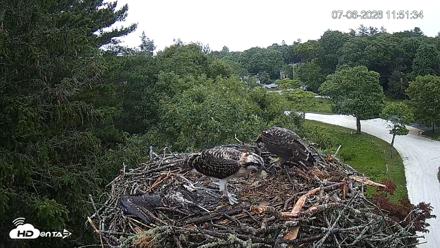 Mashpee Natl. Wildlife Refuge Live Osprey Cam - Jul 6, 2026, 11:52am EDT