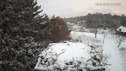 Mashpee Natl. Wildlife Refuge Live Osprey Cam - Dec 27, 2025, 7:24am EST