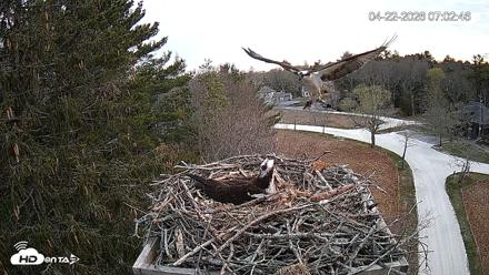 Mashpee Natl. Wildlife Refuge Live Osprey Cam - Apr 22, 2026, 7:19am EDT