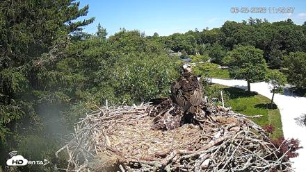 Mashpee Natl. Wildlife Refuge Live Osprey Cam - Jun 28, 2026, 11:46am EDT