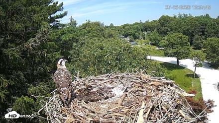 Mashpee Natl. Wildlife Refuge Live Osprey Cam - Jul 16, 2026, 12:38pm EDT