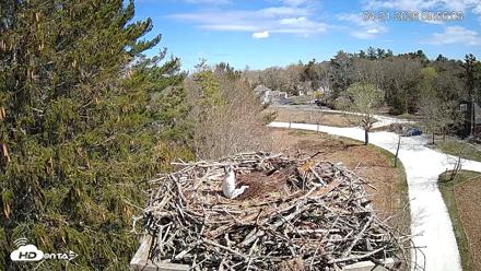 Mashpee Natl. Wildlife Refuge Live Osprey Cam - Apr 21, 2026, 9:56am EDT