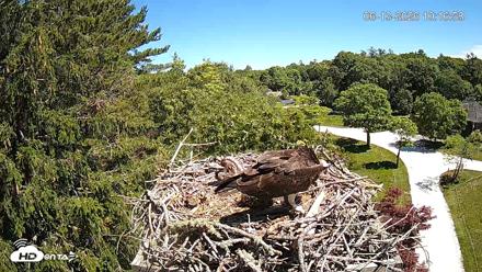 Mashpee Natl. Wildlife Refuge Live Osprey Cam - Jun 13, 2026, 10:17am EDT