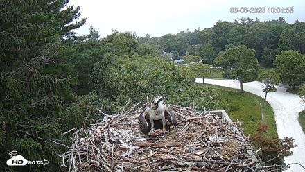 Mashpee Natl. Wildlife Refuge Live Osprey Cam - Aug 6, 2026, 10:39am EDT