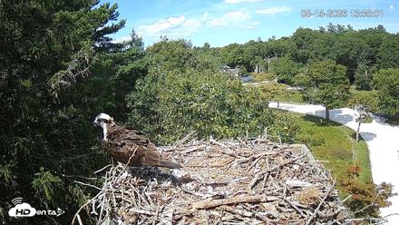 Mashpee Natl. Wildlife Refuge Live Osprey Cam - Aug 15, 2026, 1:59pm EDT