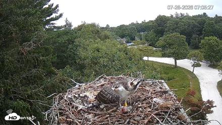 Mashpee Natl. Wildlife Refuge Live Osprey Cam - Jul 28, 2026, 7:05am EDT