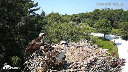 Mashpee Natl. Wildlife Refuge Live Osprey Cam - Jun 30, 2026, 2:21pm EDT