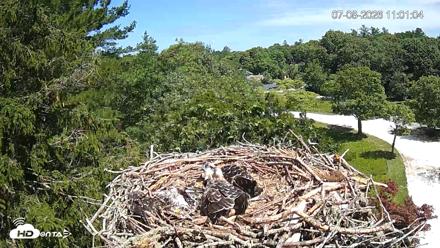 Mashpee Natl. Wildlife Refuge Live Osprey Cam - Jul 8, 2026, 11:02am EDT