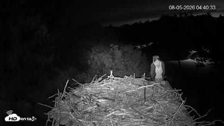Mashpee Natl. Wildlife Refuge Live Osprey Cam - Aug 5, 2026, 4:40am EDT