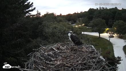 Mashpee Natl. Wildlife Refuge Live Osprey Cam - Jul 23, 2026, 5:06am EDT