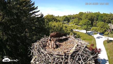 Mashpee Natl. Wildlife Refuge Live Osprey Cam - Jun 4, 2026, 3:54pm EDT