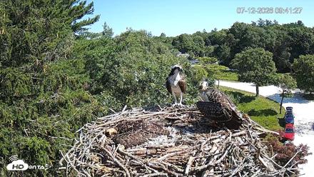 Mashpee Natl. Wildlife Refuge Live Osprey Cam - Jul 12, 2026, 9:43am EDT