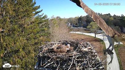 Mashpee Natl. Wildlife Refuge Live Osprey Cam - Apr 28, 2026, 7:43am EDT