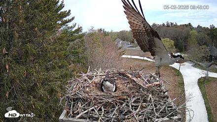 Mashpee Natl. Wildlife Refuge Live Osprey Cam - May 2, 2026, 9:02am EDT