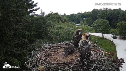 Mashpee Natl. Wildlife Refuge Live Osprey Cam - Jul 5, 2026, 7:57am EDT
