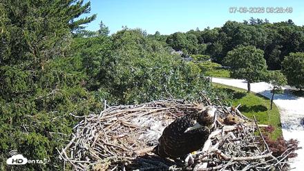 Mashpee Natl. Wildlife Refuge Live Osprey Cam - Jul 9, 2026, 9:30am EDT