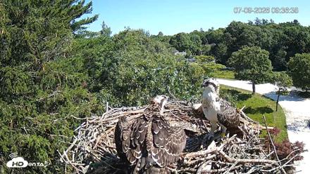 Mashpee Natl. Wildlife Refuge Live Osprey Cam - Jul 9, 2026, 9:38am EDT