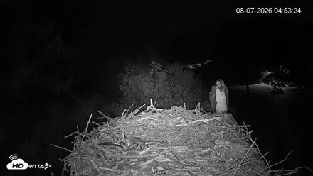 Mashpee Natl. Wildlife Refuge Live Osprey Cam - Aug 7, 2026, 4:53am EDT