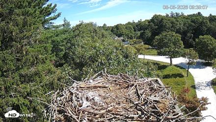 Mashpee Natl. Wildlife Refuge Live Osprey Cam - Aug 5, 2026, 9:39am EDT