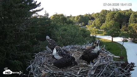 Mashpee Natl. Wildlife Refuge Live Osprey Cam - Jul 4, 2026, 6:40pm EDT