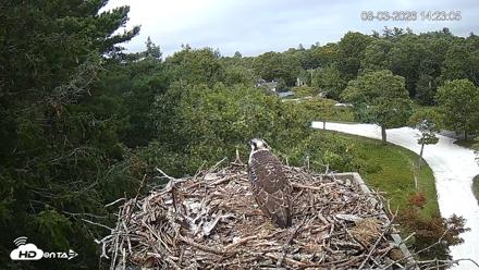 Mashpee Natl. Wildlife Refuge Live Osprey Cam - Aug 3, 2026, 2:23pm EDT