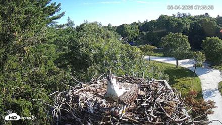 Mashpee Natl. Wildlife Refuge Live Osprey Cam - Aug 4, 2026, 7:38am EDT