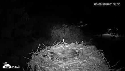 Mashpee Natl. Wildlife Refuge Live Osprey Cam - Aug 8, 2026, 1:37am EDT
