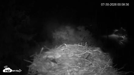 Mashpee Natl. Wildlife Refuge Live Osprey Cam - Jul 30, 2026, 12:59am EDT