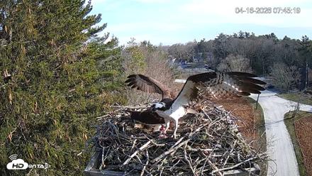 Mashpee Natl. Wildlife Refuge Live Osprey Cam - Apr 16, 2026, 10:01am EDT