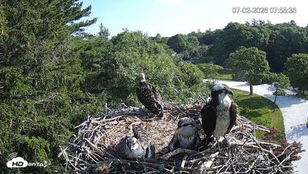 Mashpee Natl. Wildlife Refuge Live Osprey Cam - Jul 2, 2026, 7:55am EDT