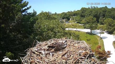 Mashpee Natl. Wildlife Refuge Live Osprey Cam - Jul 25, 2026, 2:38pm EDT
