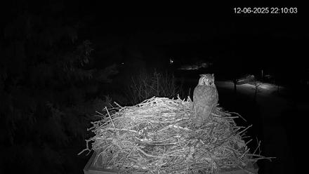 Mashpee Natl. Wildlife Refuge Live Osprey Cam - Dec 6, 2025, 10:10pm EST