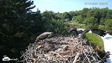 Mashpee Natl. Wildlife Refuge Live Osprey Cam - Jul 13, 2026, 4:26pm EDT