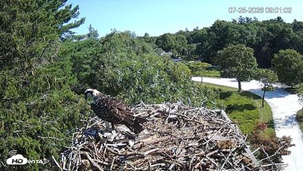 Mashpee Natl. Wildlife Refuge Live Osprey Cam - Jul 25, 2026, 9:01am EDT