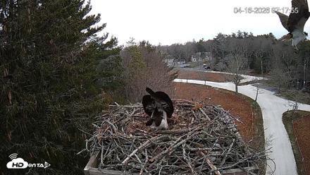 Mashpee Natl. Wildlife Refuge Live Osprey Cam - Apr 16, 2026, 9:53am EDT