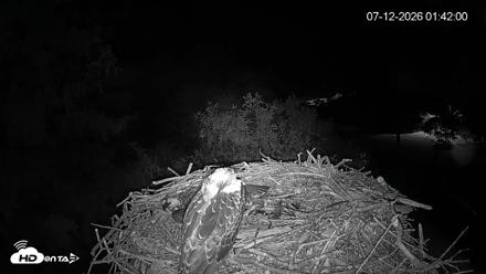 Mashpee Natl. Wildlife Refuge Live Osprey Cam - Jul 12, 2026, 1:55am EDT