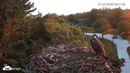 Mashpee Natl. Wildlife Refuge Live Osprey Cam - Jul 24, 2026, 5:41am EDT
